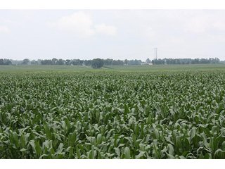 Property photo 2 - 69.3 +/- Acres offered in 2 Tracts